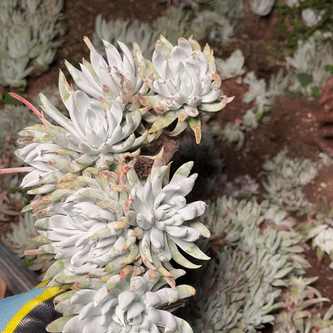 8372雪奴多肉瑕疵