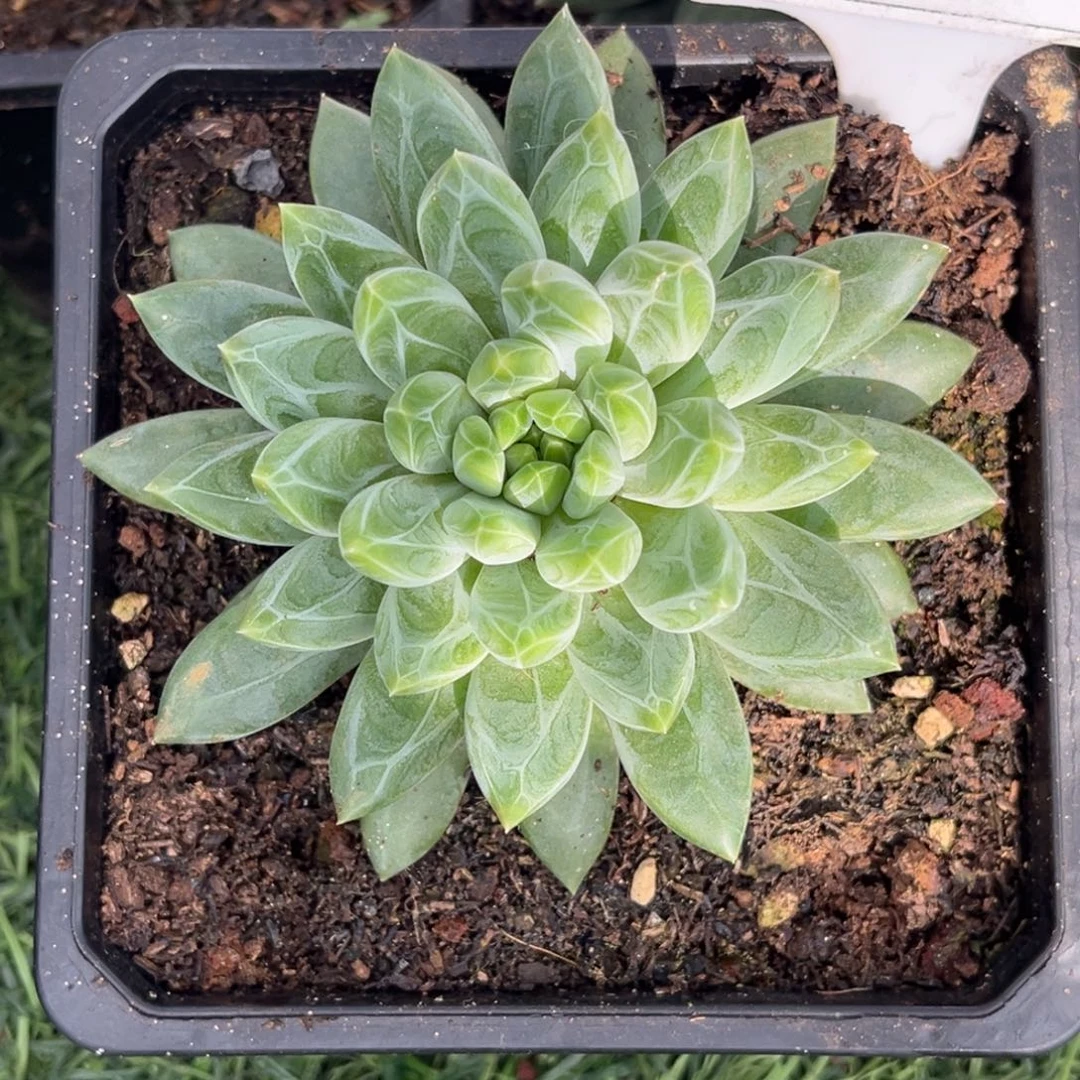 麒麟座多肉植物505