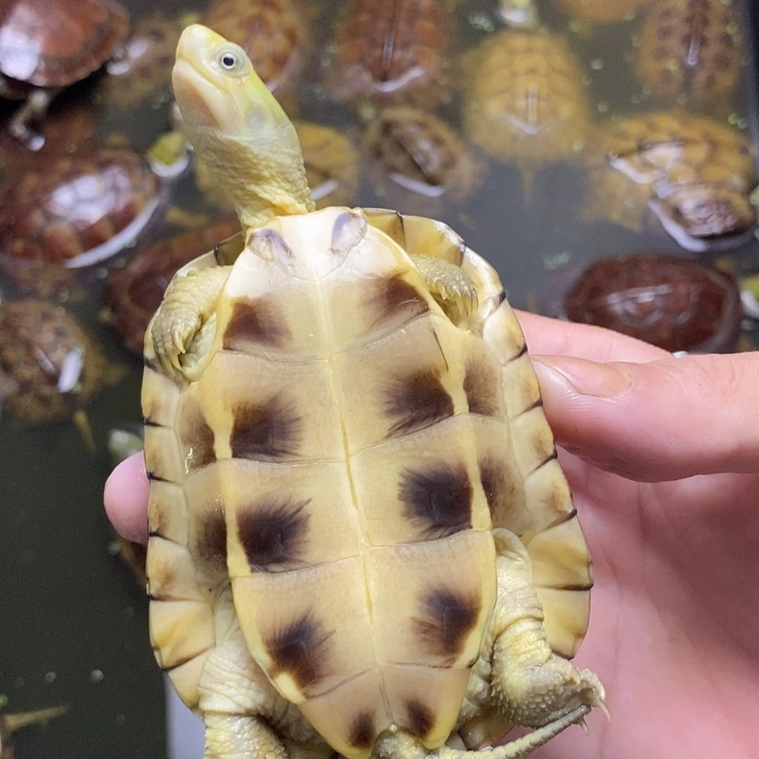 不分公母绿毛龟@****】