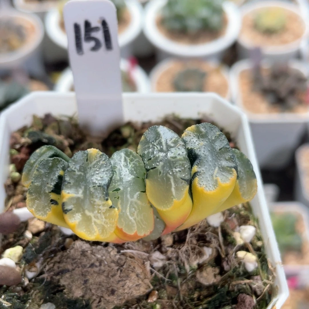 151北斋锦。