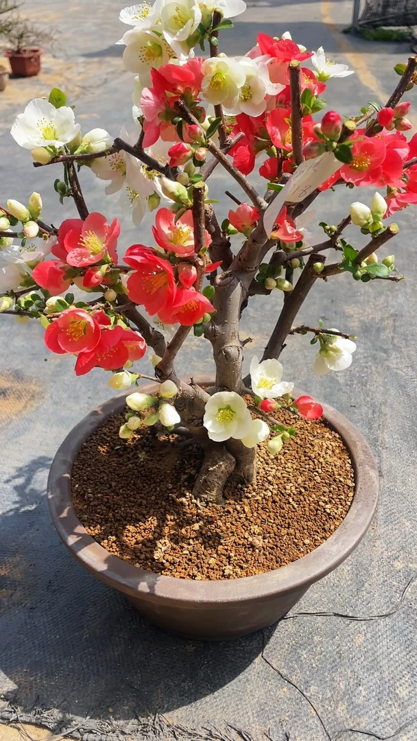 耐寒耐热型海棠花长寿盆栽开花海棠树盆景花卉绿植