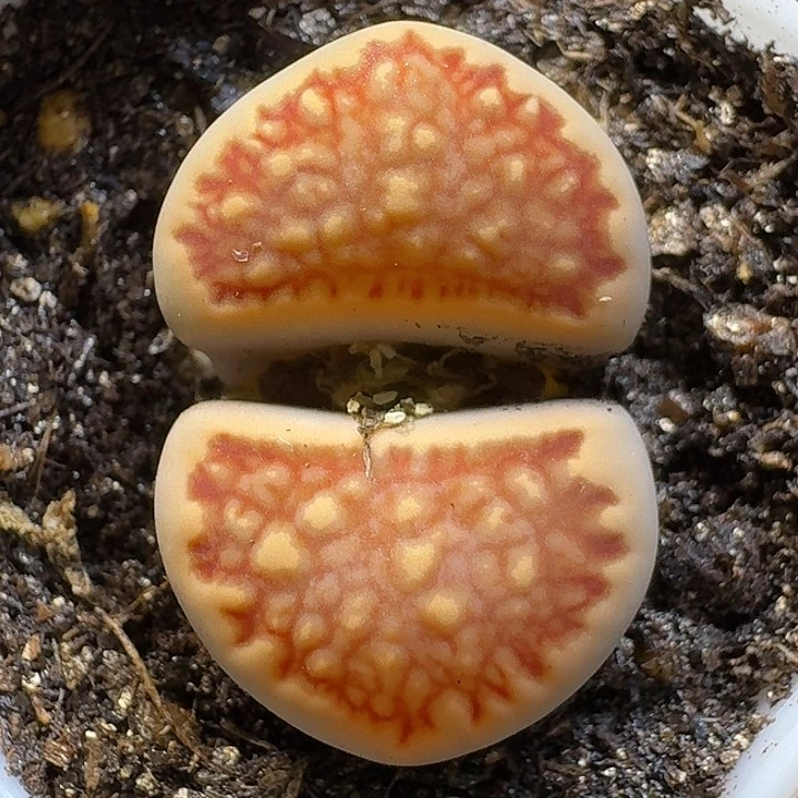 生石花111111。  159