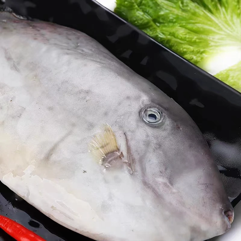本港新鲜大扒皮鱼肉质鲜嫩香甜清蒸红烧皆美味