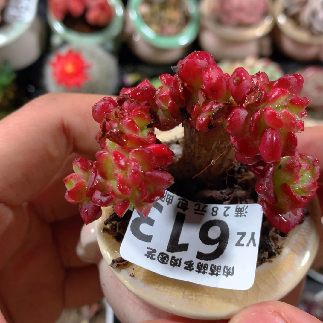 5CM拇指盆精控多肉YZ613