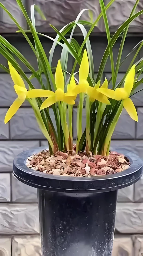 春兰金碧辉煌  黄花素心