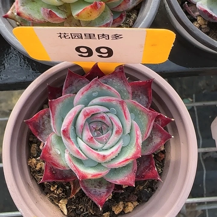 99 惊鸿仙子多肉植物6-9cm
