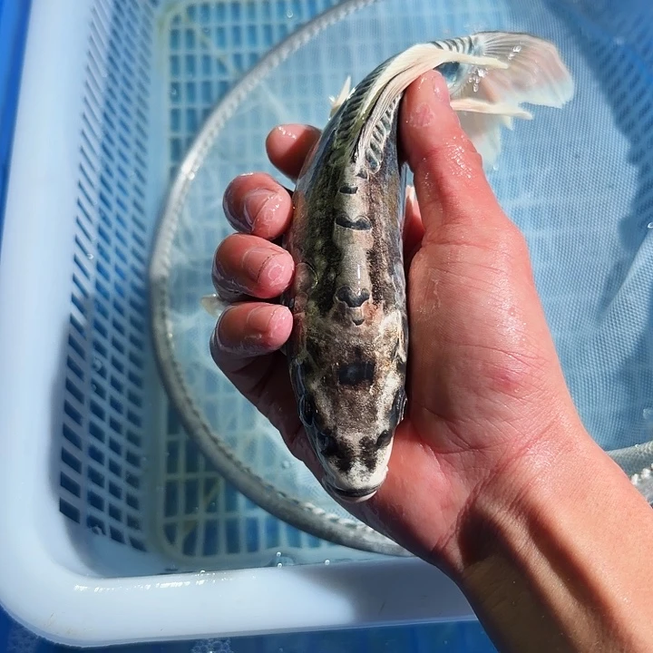 海水鱼锦鲤锦鲤锦鲤