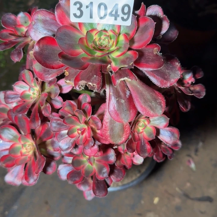 31049香奈多肉植物