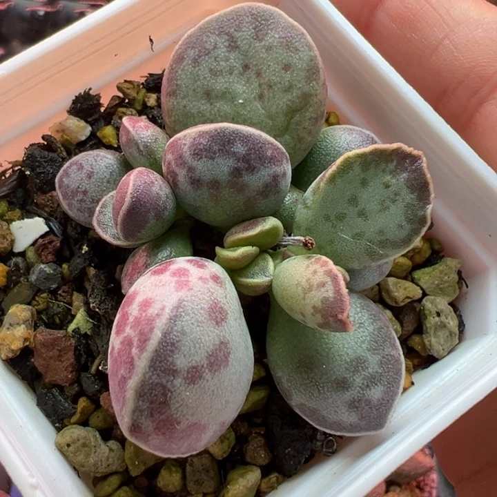 AV花蛋。