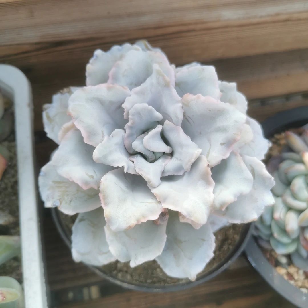 白饺子皮多肉植物