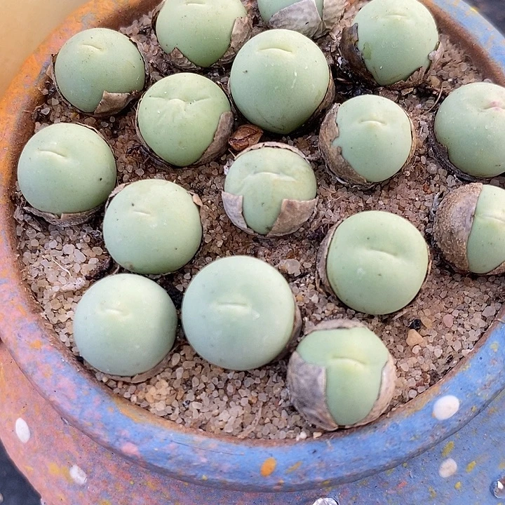 1.2以上鸽子蛋一颗