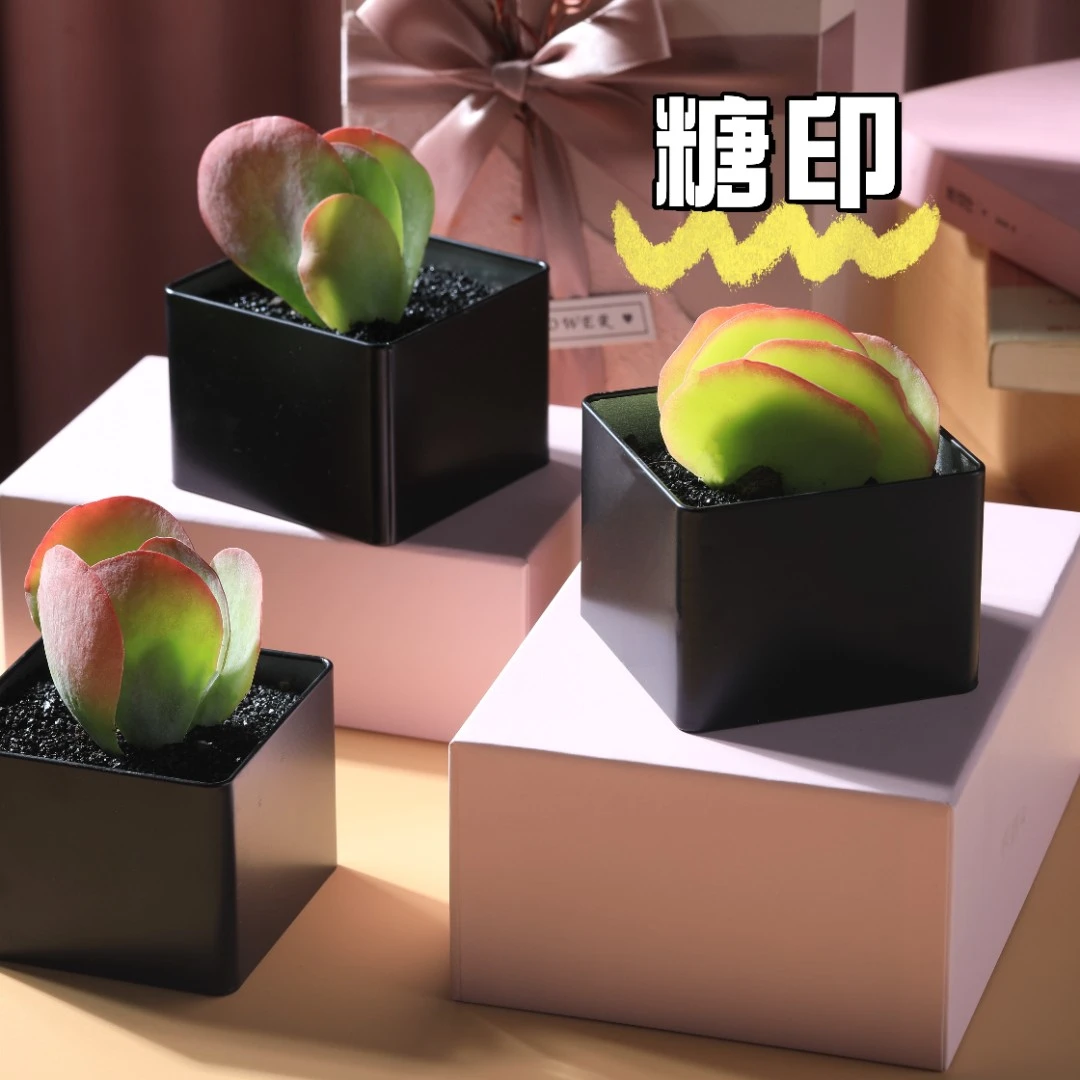 自然生长--糖印多肉桌面植物小白友好净化空气创意礼品书桌植物