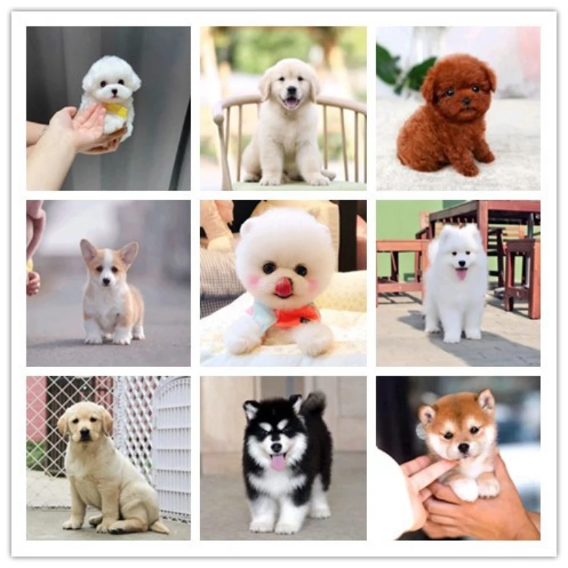 【miss宠幸里】宠物幼犬纯种狗狗