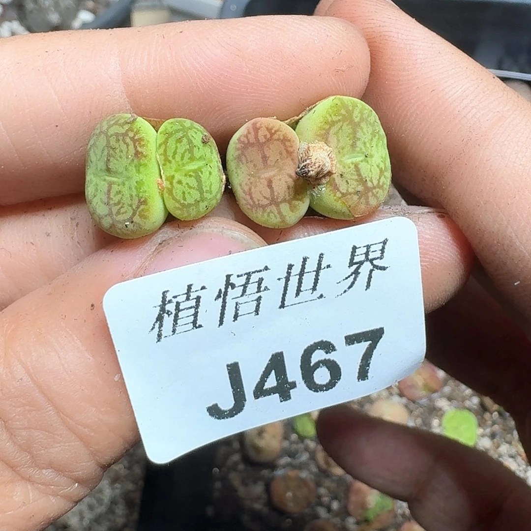 二**妈467家多肉植物哇vv
