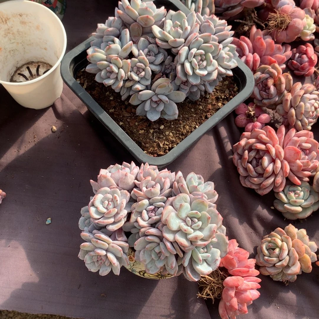 丫****8哈哈哈哈哈哈哈哈哈