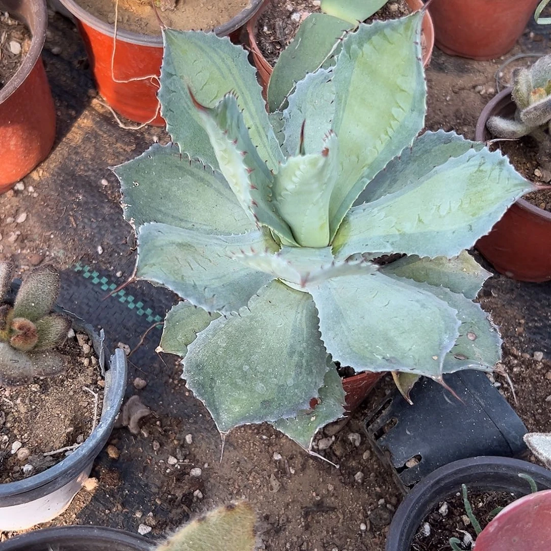 多肉植物龙舌兰浅中班