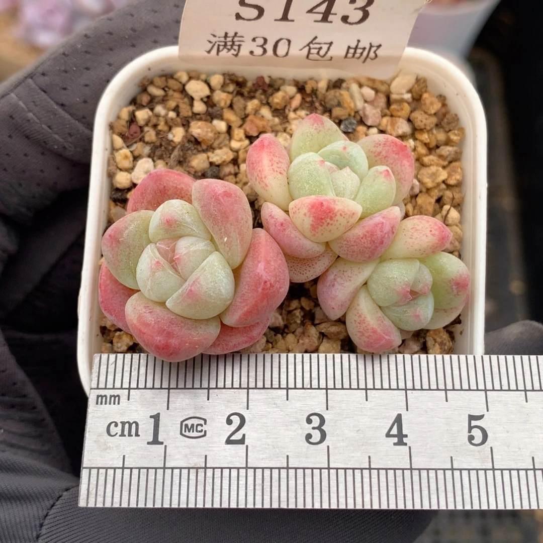 143。mini小脸飘枝冰玉。