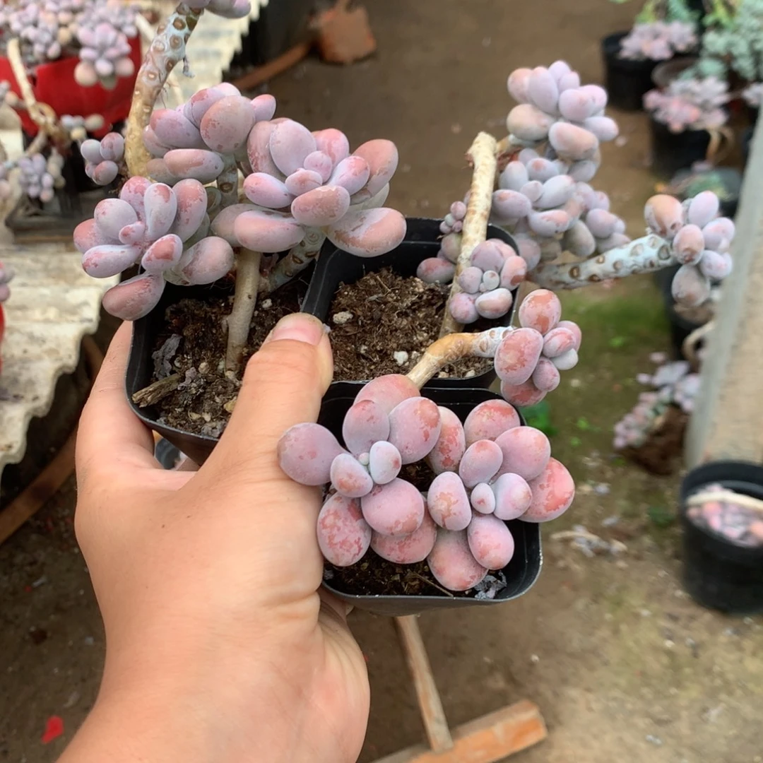 桃蛋老桩不带盆3颗69号