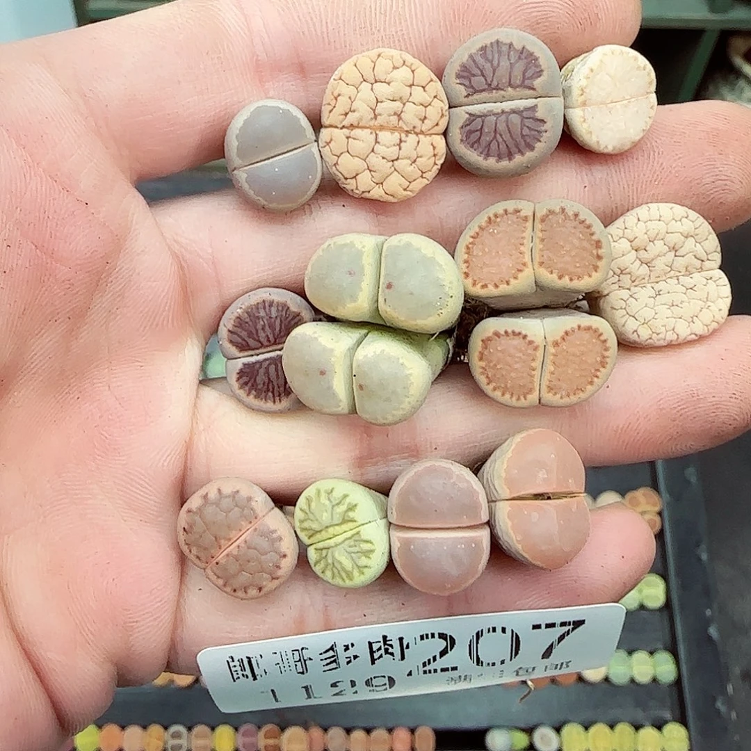 满满18包邮1129-207