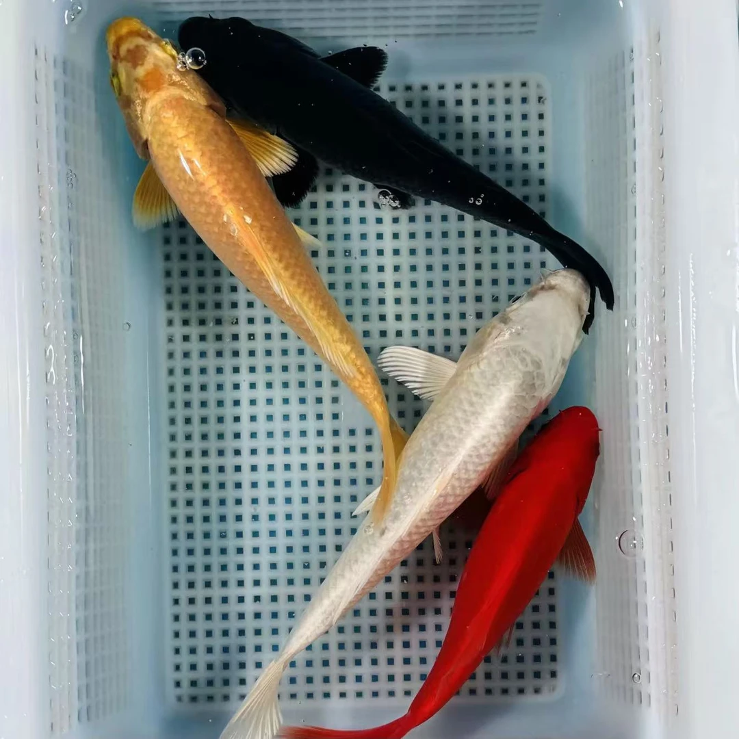 【经典大四喜】18-20cm冷水鱼4条观赏鱼包邮