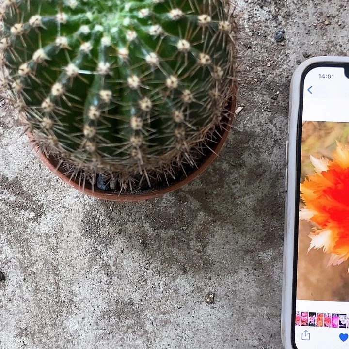 魔羽4公分左右468999