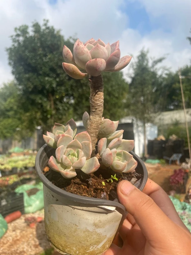 红粉佳人  波妞精品多肉植物