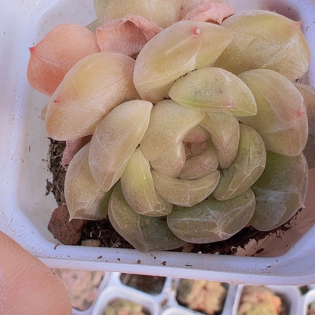 双头白恋精品19包邮多