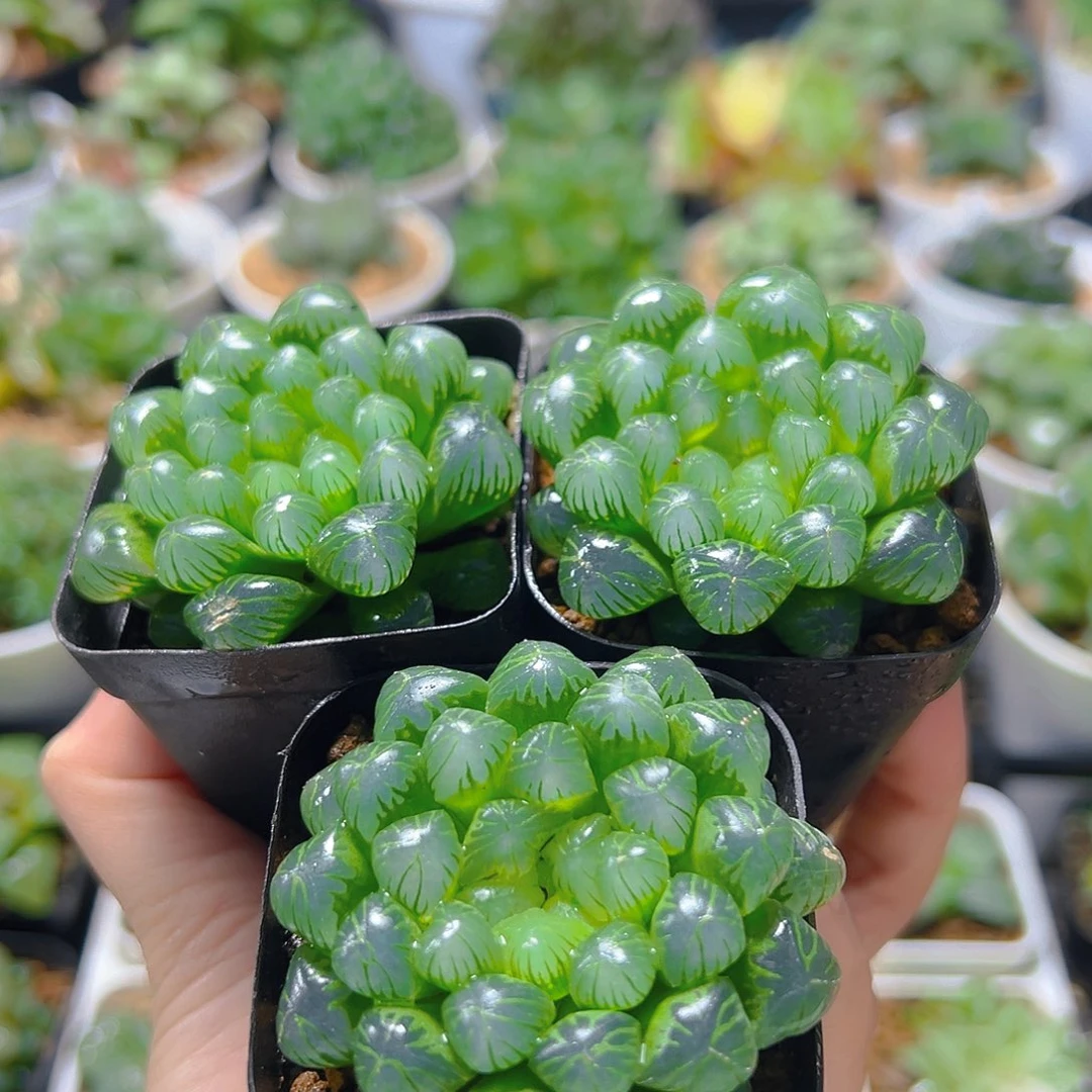 三盆糯肌玉露多肉多肉多肉