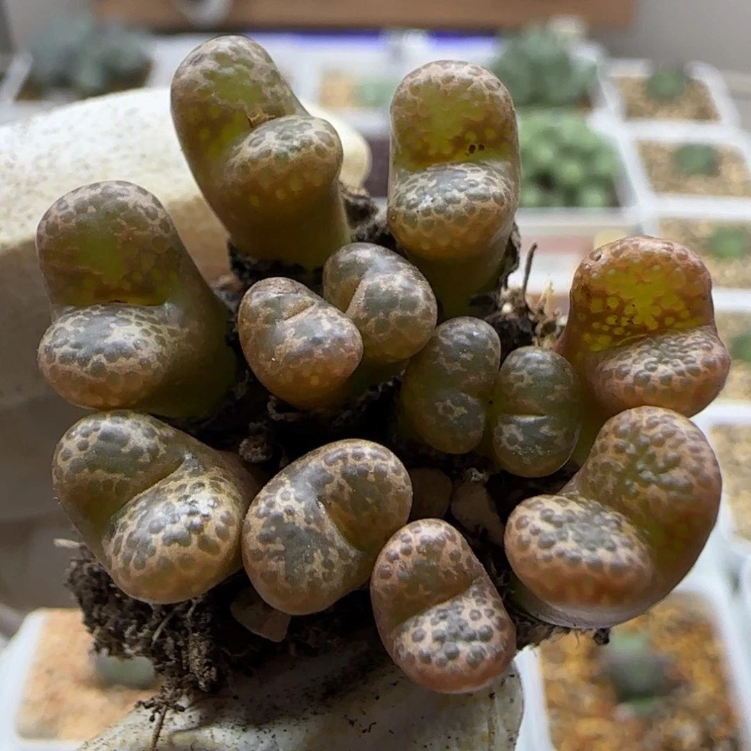 11-8-545当天满38包邮清货12头全窗泡泡勋章