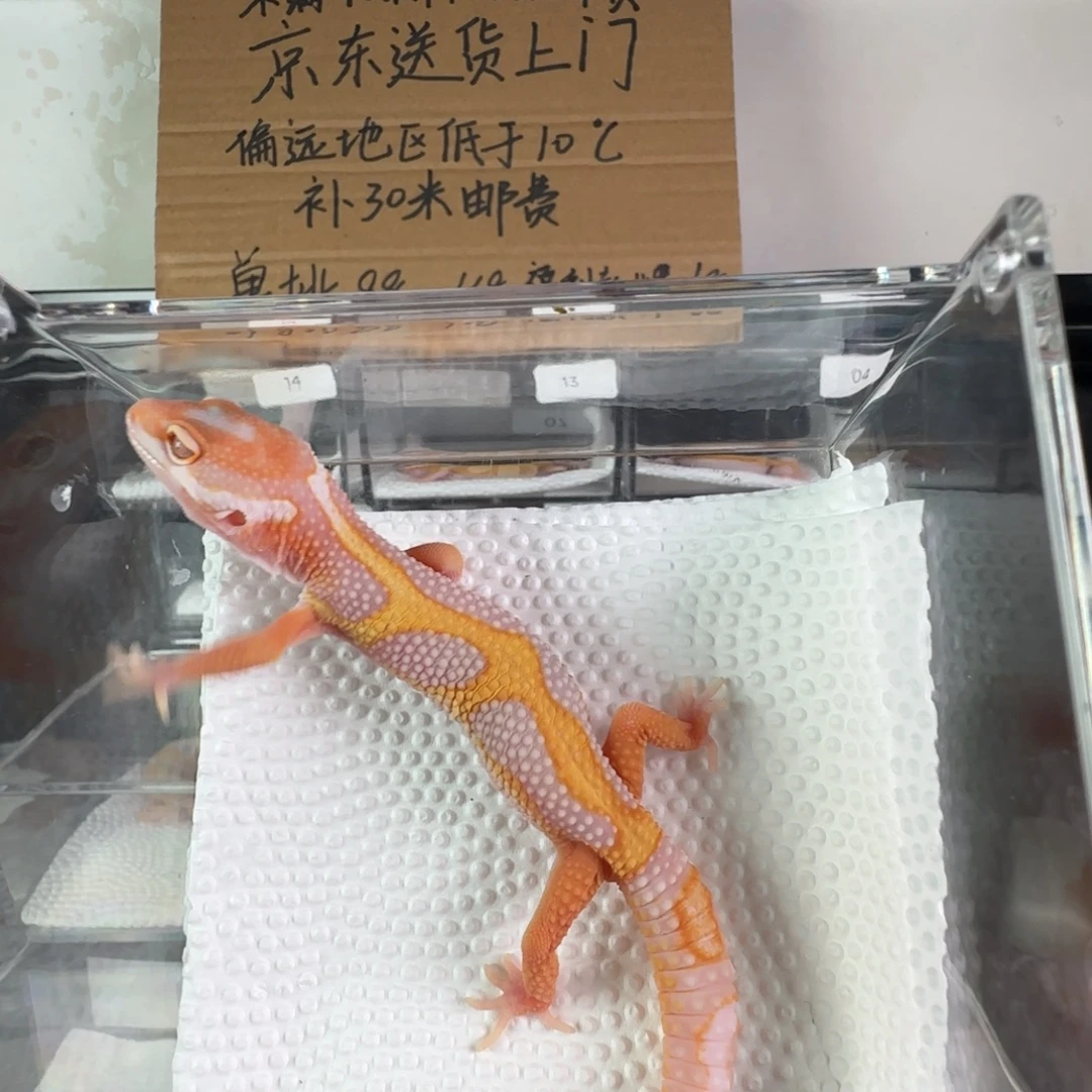 豹纹守宫暴龙橘白弟弟