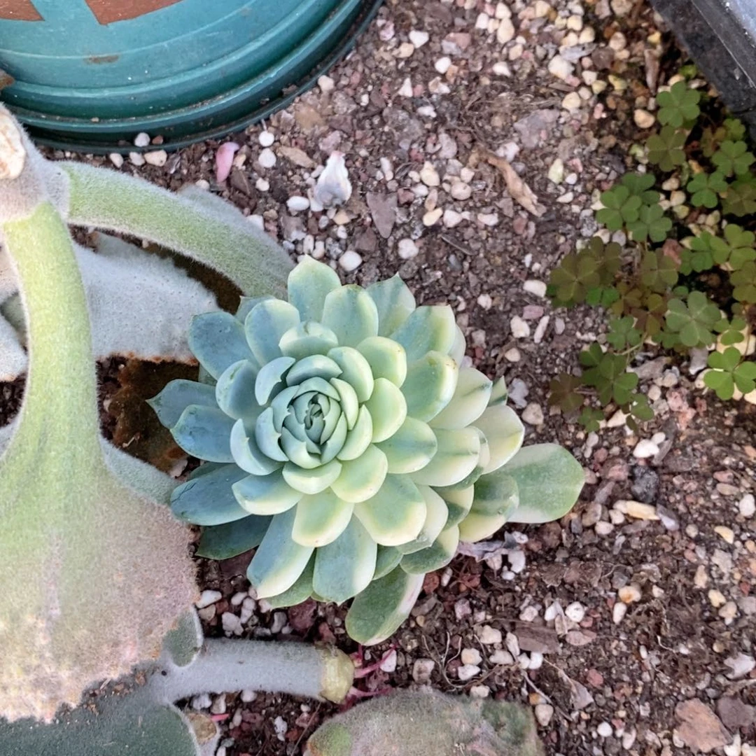 多肉植物老桩多肉植物砍头