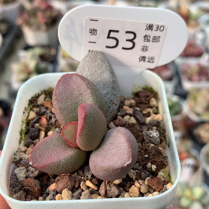 甜心。多肉植物。53。