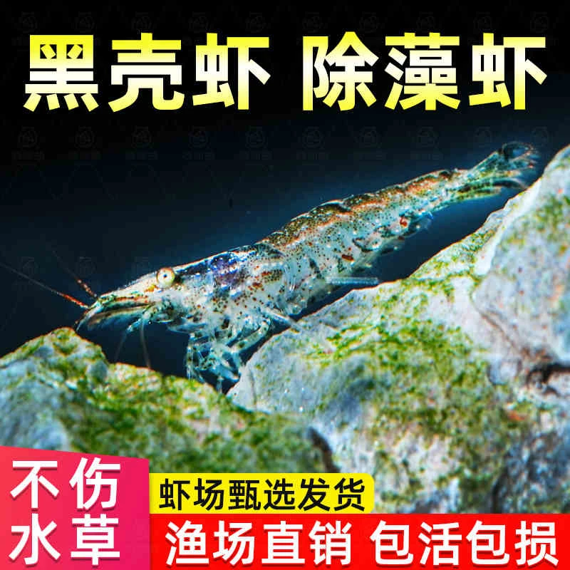 黑壳虾除藻虾活体饲料淡水草鱼缸造景观赏米虾