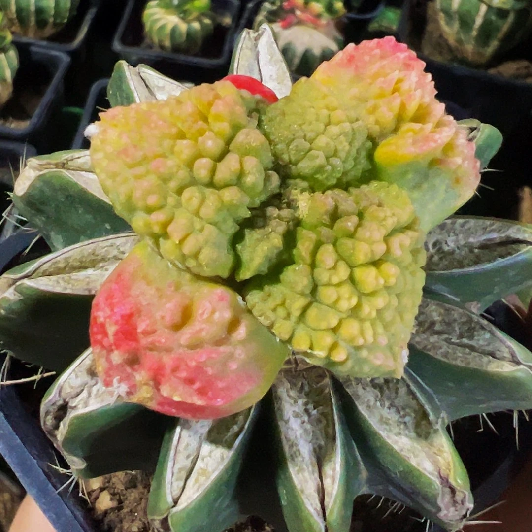 无花朵无毛大尤哥斯拉锦135