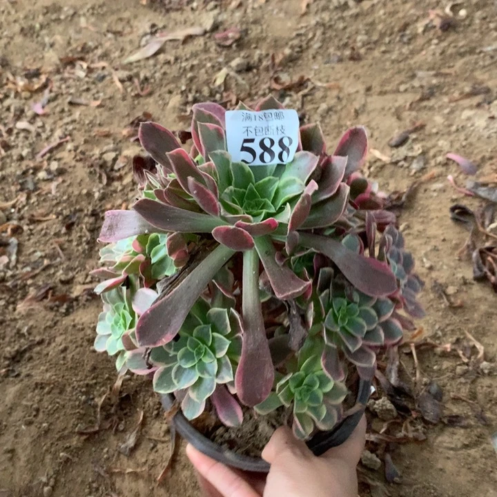 588金丝雀手捧西棚