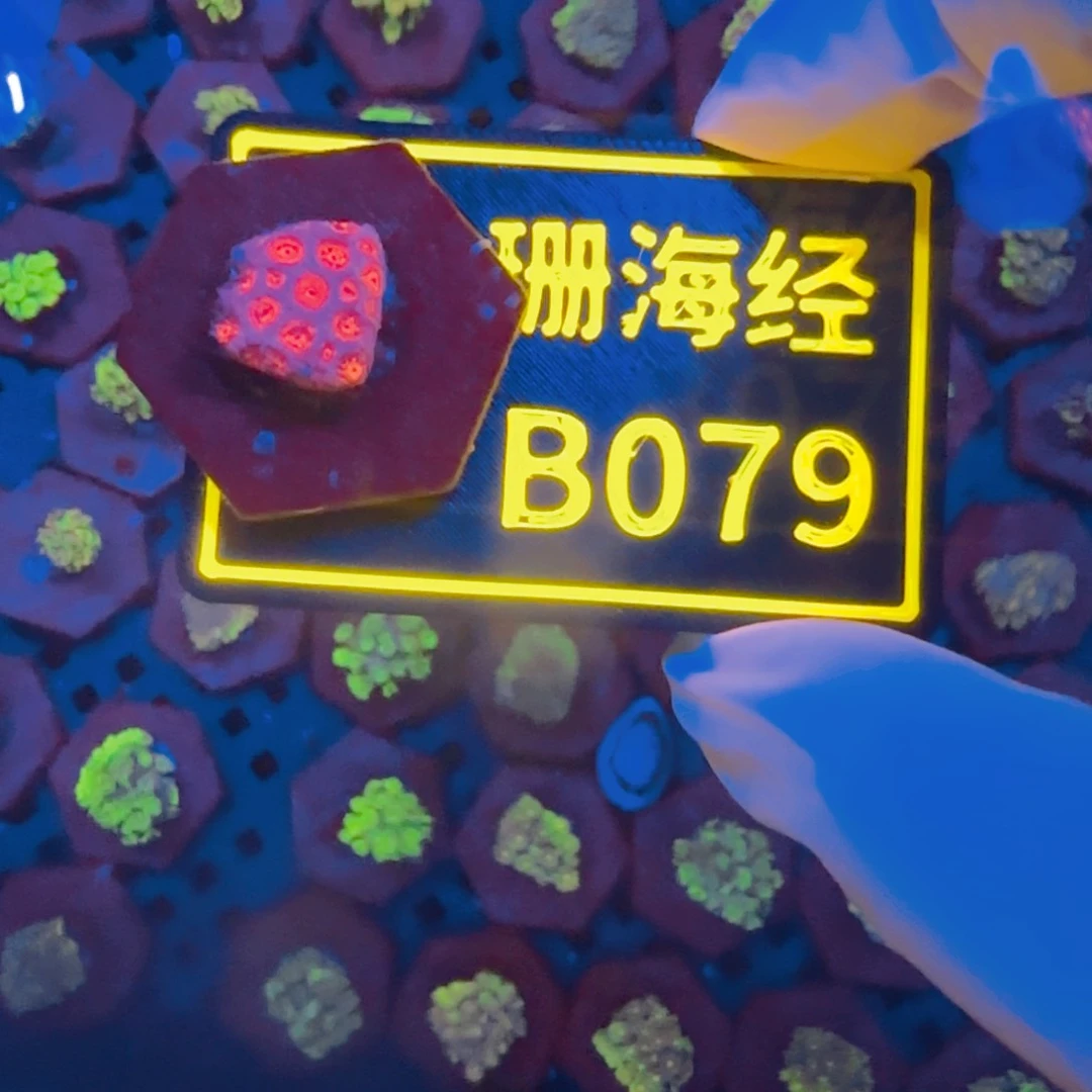 纽扣珊瑚我****吖晓晓不包邮澳彩单B079