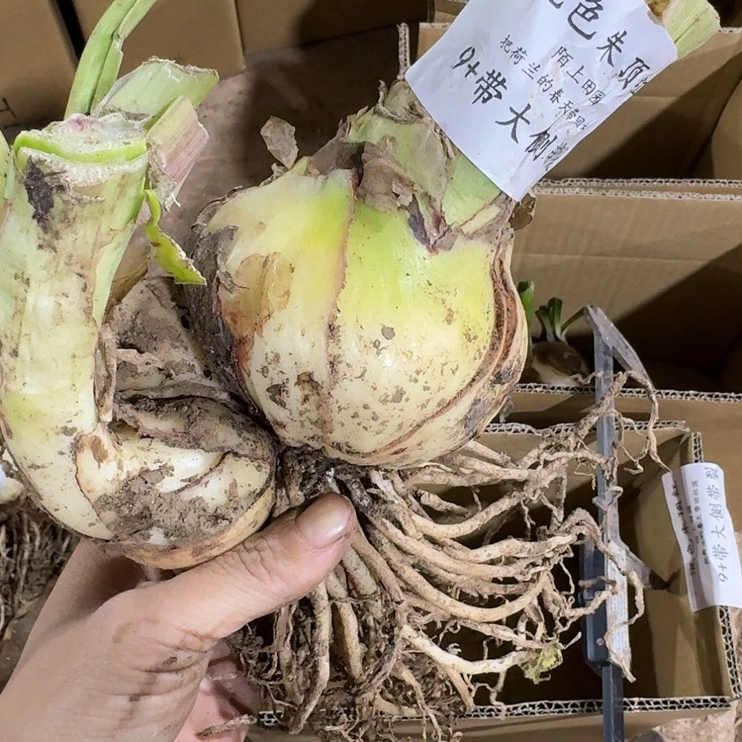 混色朱顶红9+带大侧开花球