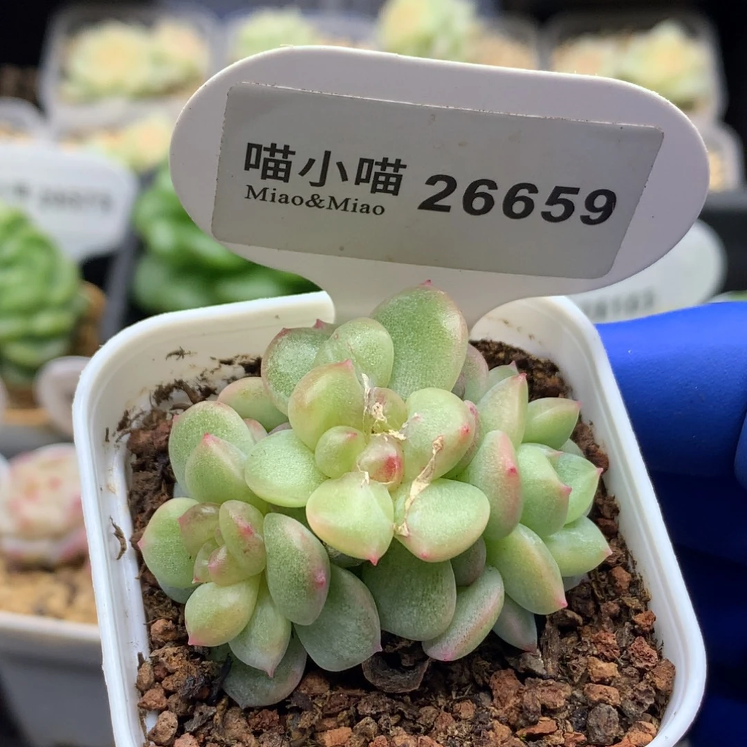 多肉植物杂交珍妮