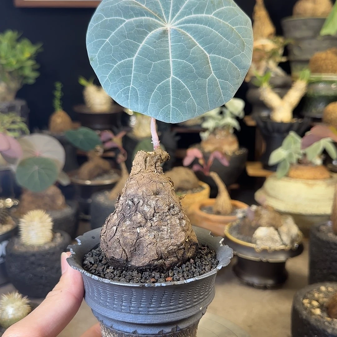 一物一拍老家一叶龟