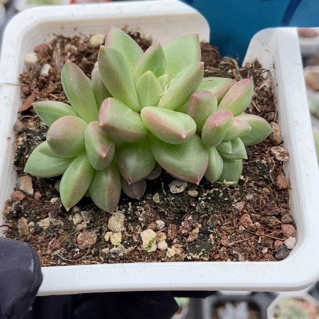 7269迷雾泡泡多肉植物多肉