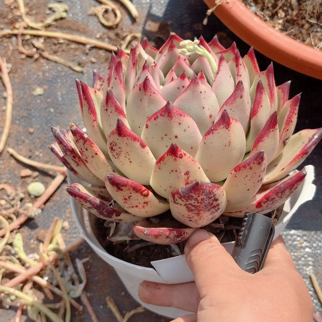 乌木杂。     9.9。