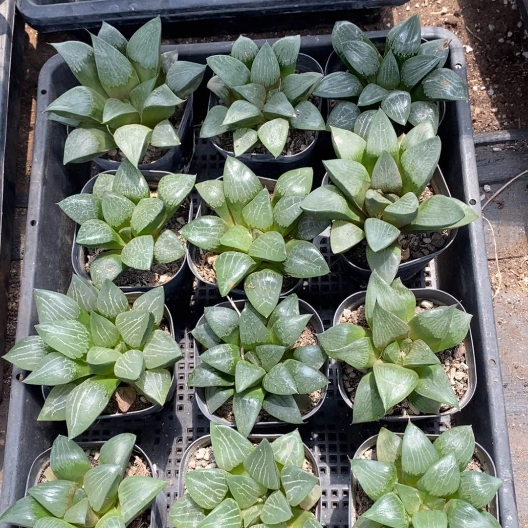 639 一颗实生大寿 超级福利