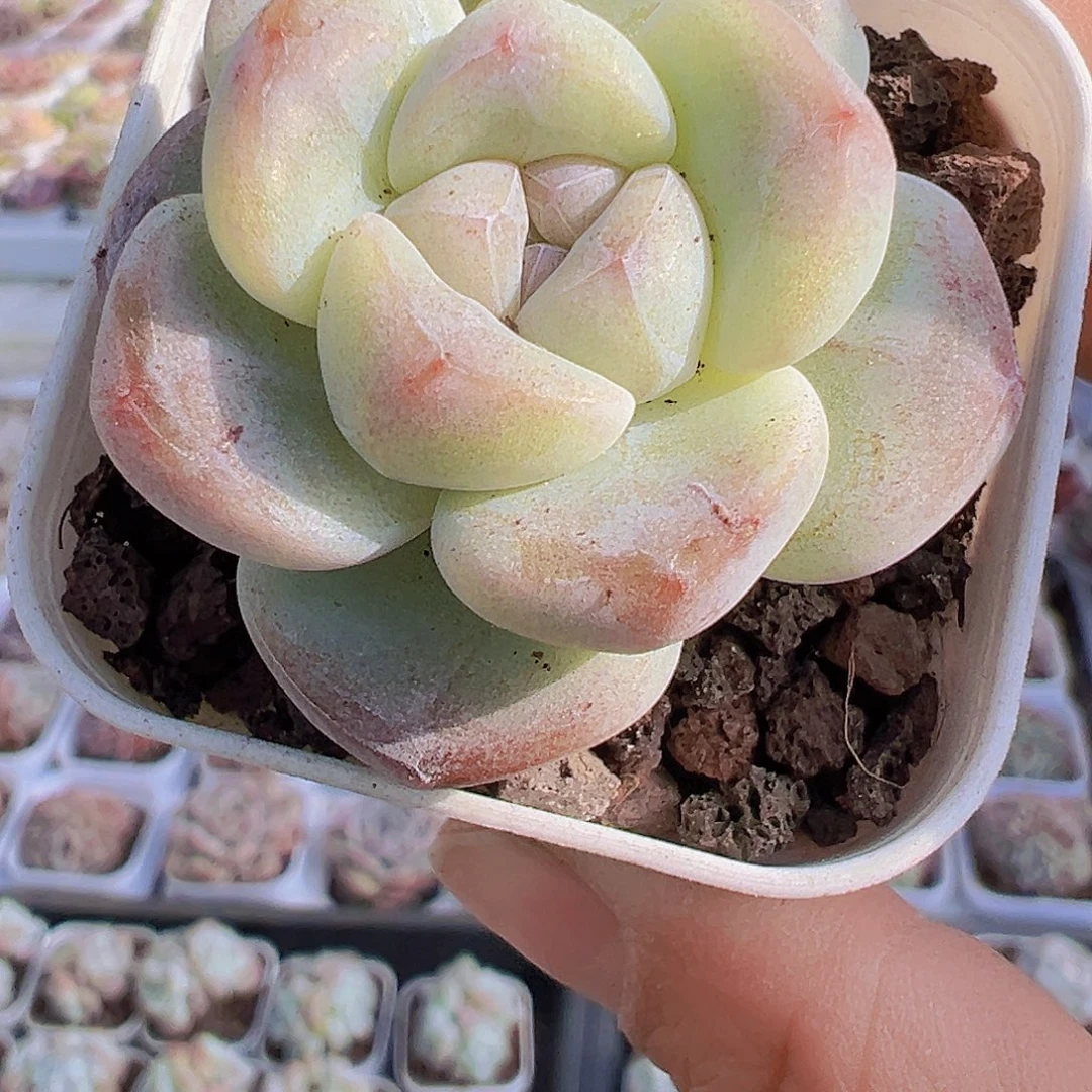 精品单头冰玉2盆19包邮