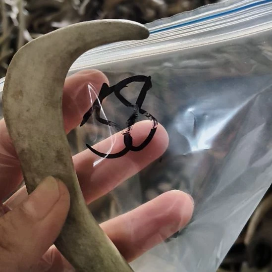 木***易鹿角鹿角鹿角鹿角鹿角鹿角