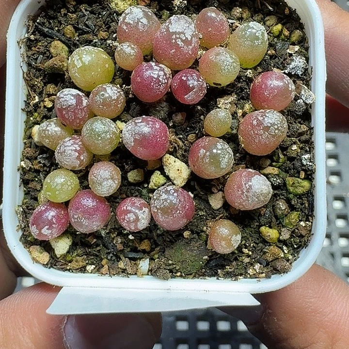 227 多肉植物多肉植物