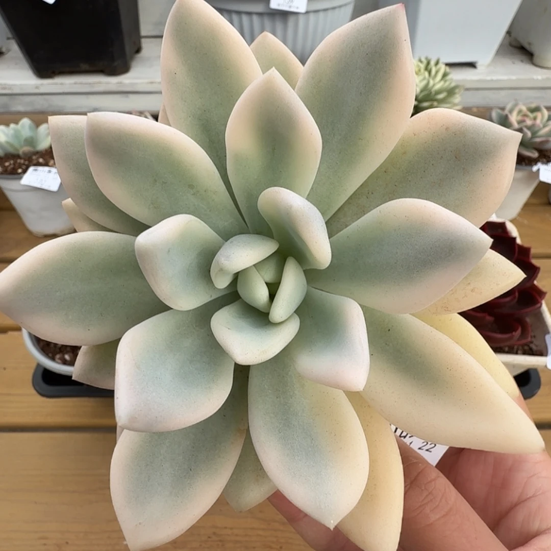 奥普锦1111122-101