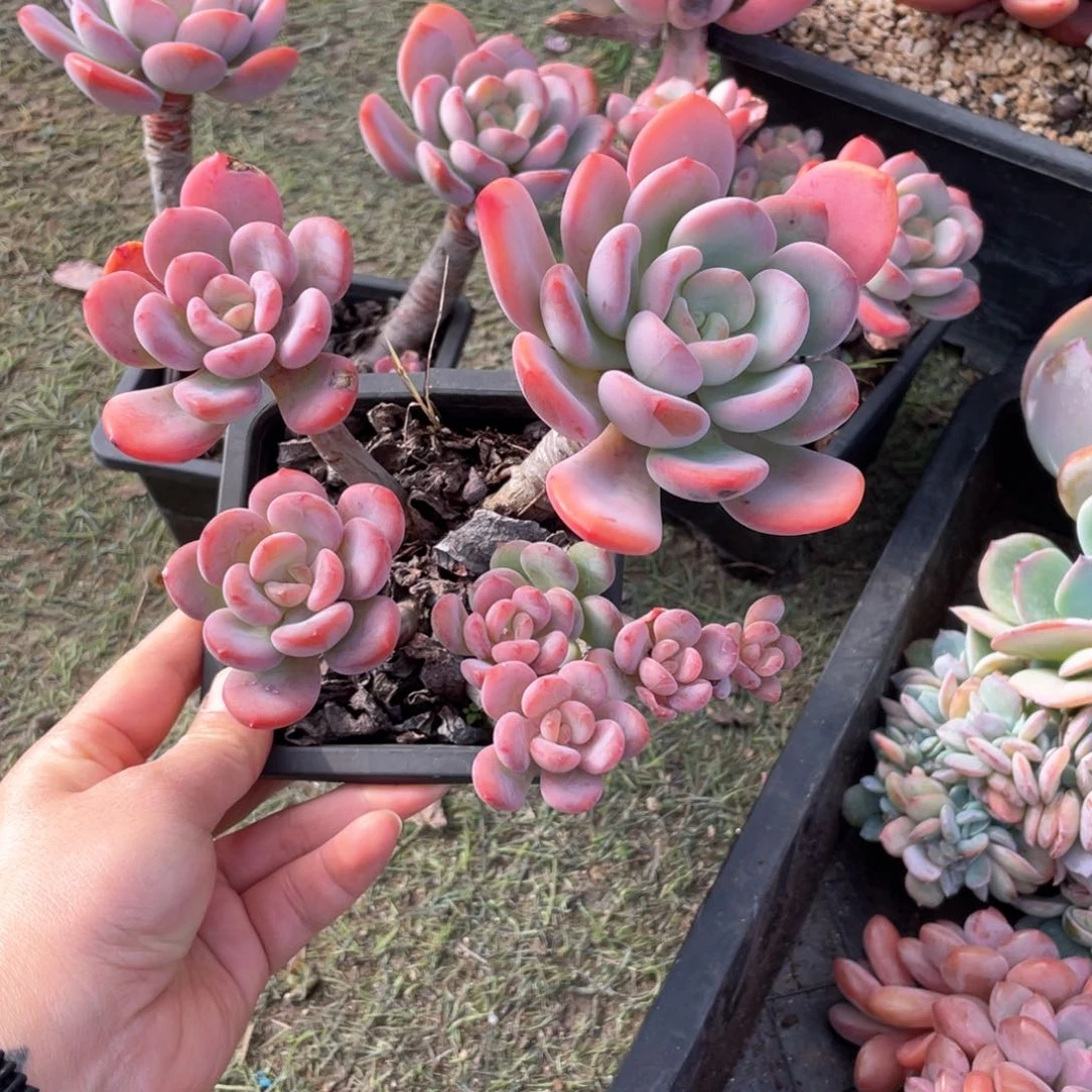 【闪购商品】完全开放香橙