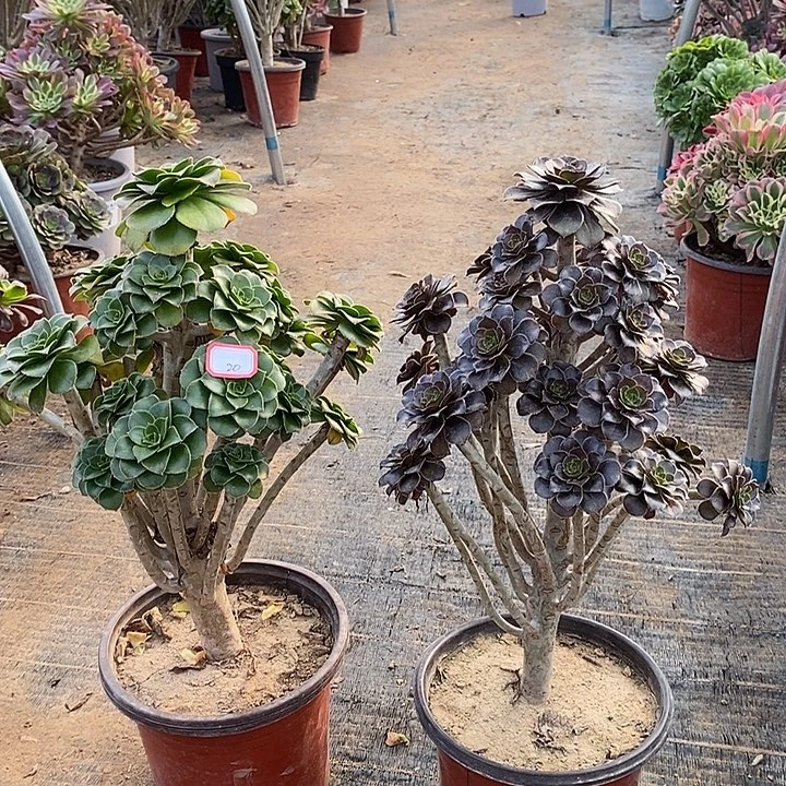 20，2颗多肉法师有修枝