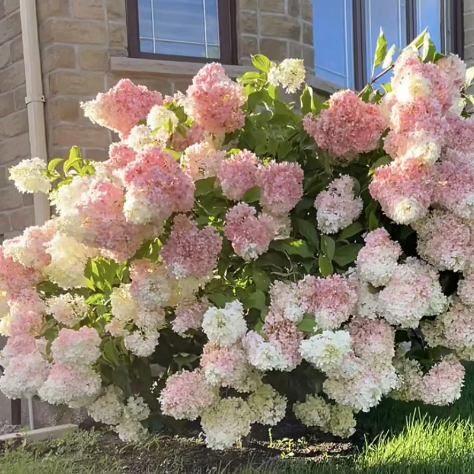 小老虎花卉绣球花盆栽香草草莓庭院阳台花卉植物喜水易养护