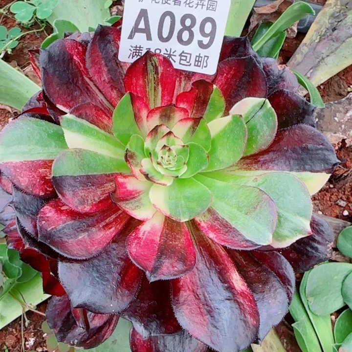 多肉法师伯爵朵朵